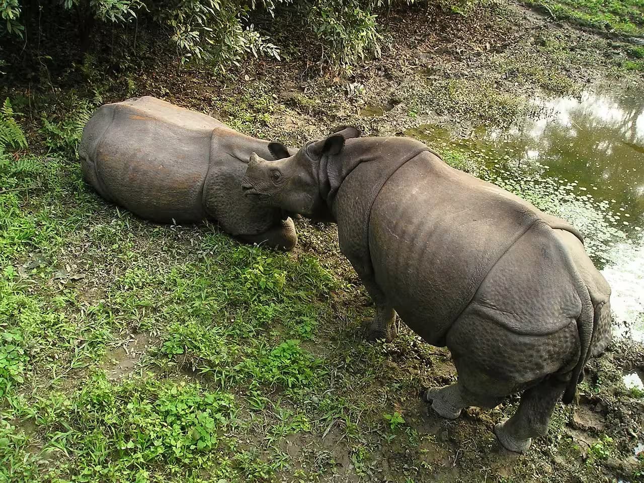 One horn Rhino in Chitwan